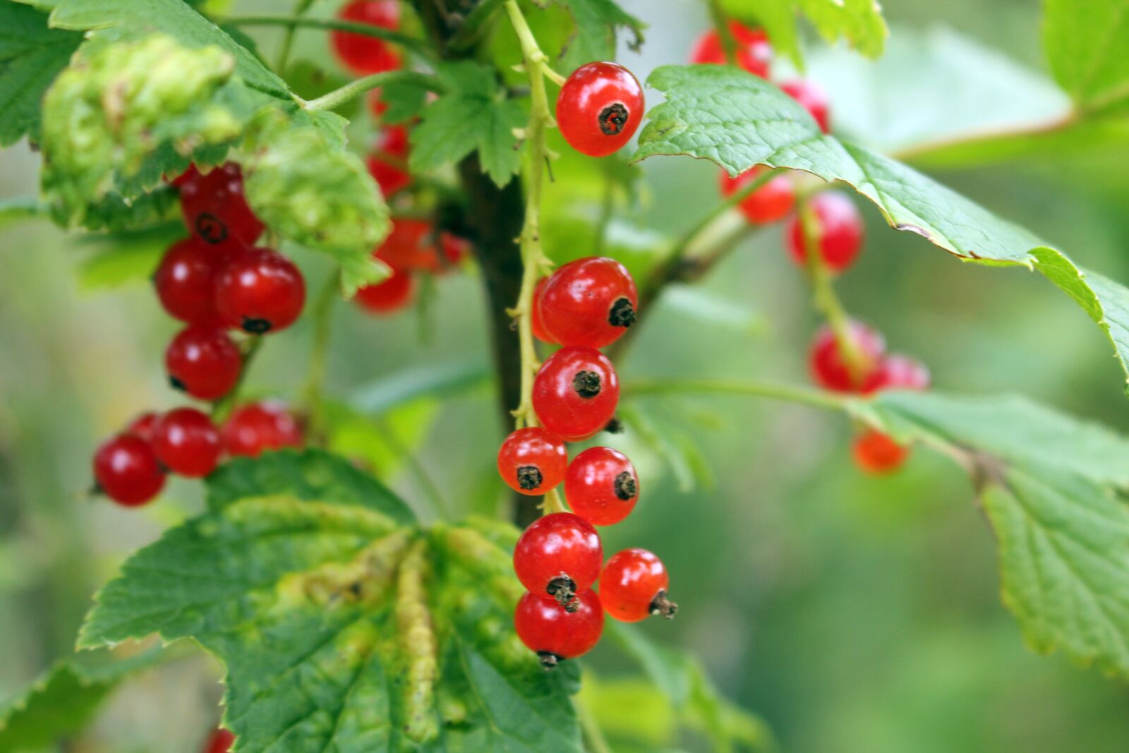 Canon EOS 1100D (EOS Rebel T3 / EOS Kiss X50) sample photo. Plant, currant, branch photography