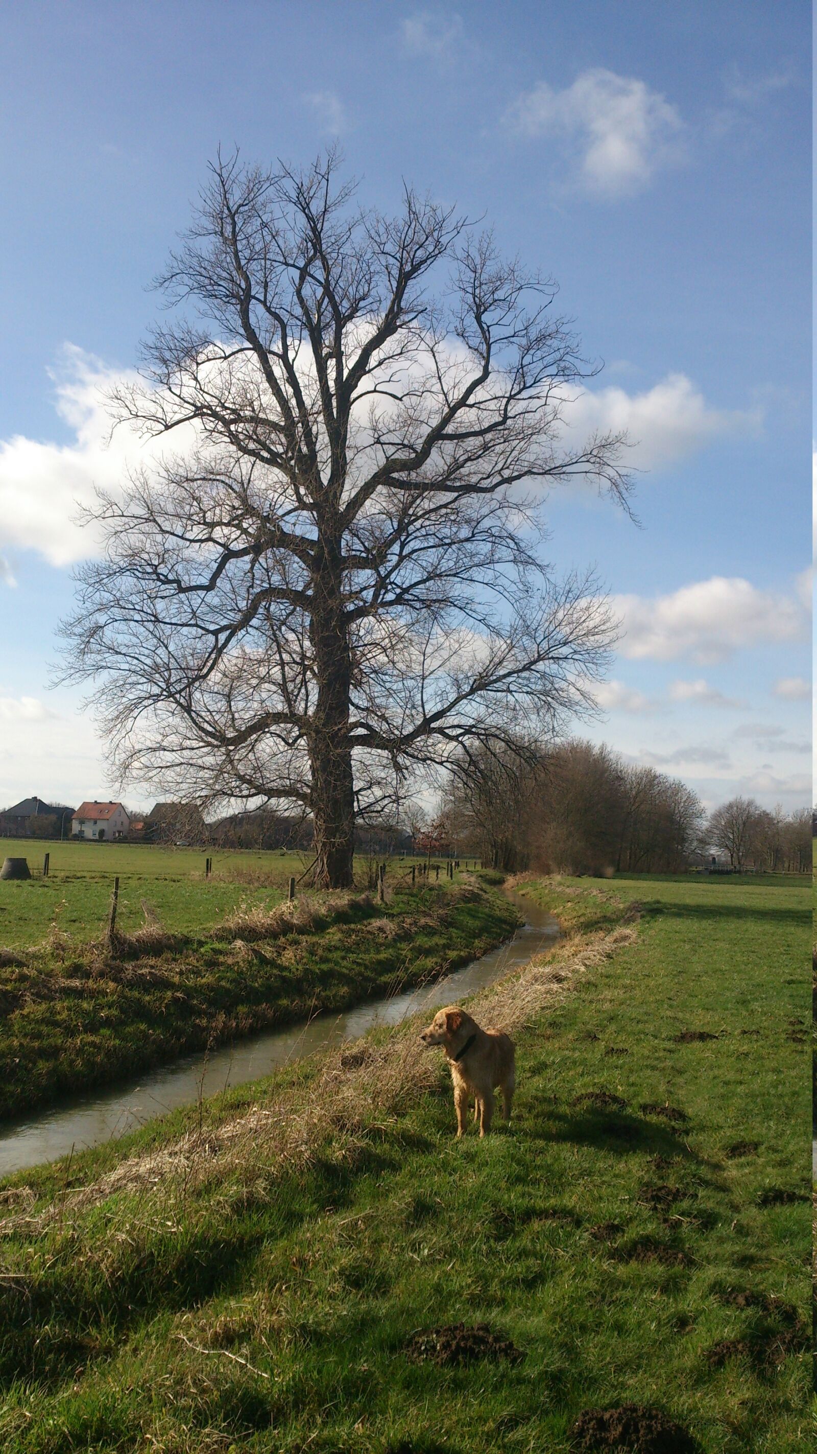 Sony Xperia T sample photo. Landscape, bach, golden retriever photography