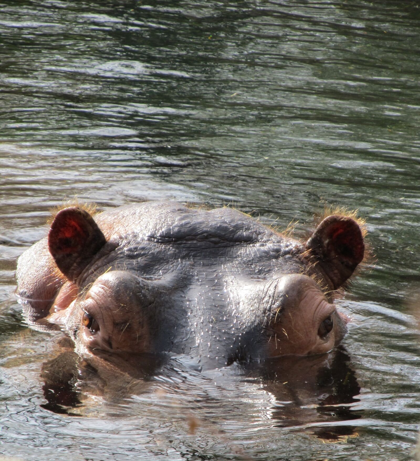 Canon PowerShot SX130 IS sample photo. Hippo, hippopotamus, wildlife photography