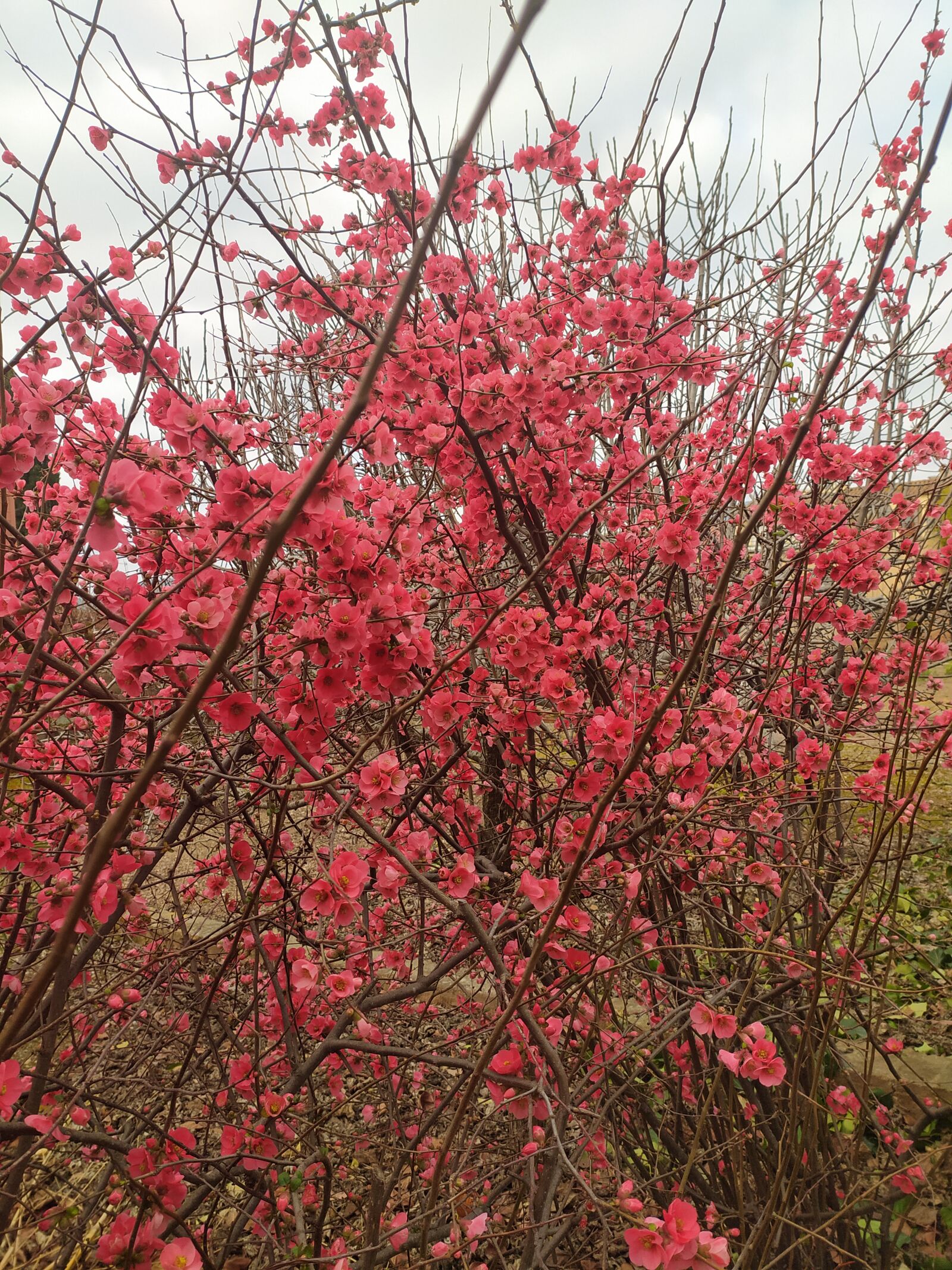 Xiaomi Redmi Note 8 sample photo. Arbre, flower, catalunya photography