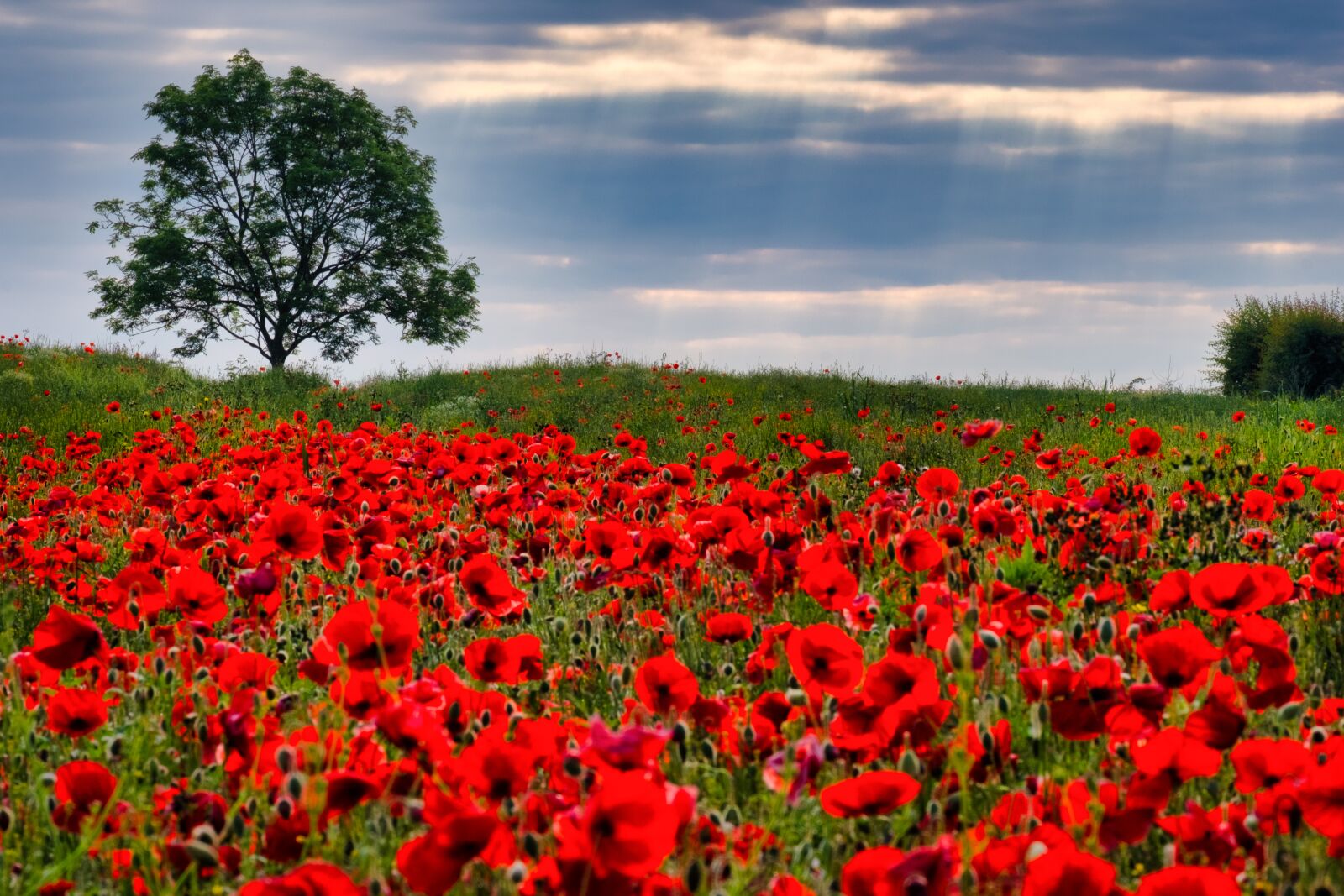 Fujifilm X-T2 + Fujifilm XF 55-200mm F3.5-4.8 R LM OIS sample photo. Poppies, field, yorkshire photography