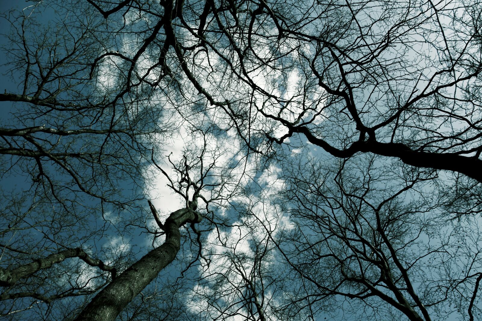 Canon EOS 5D Mark II sample photo. Tree, trees, from underneath photography