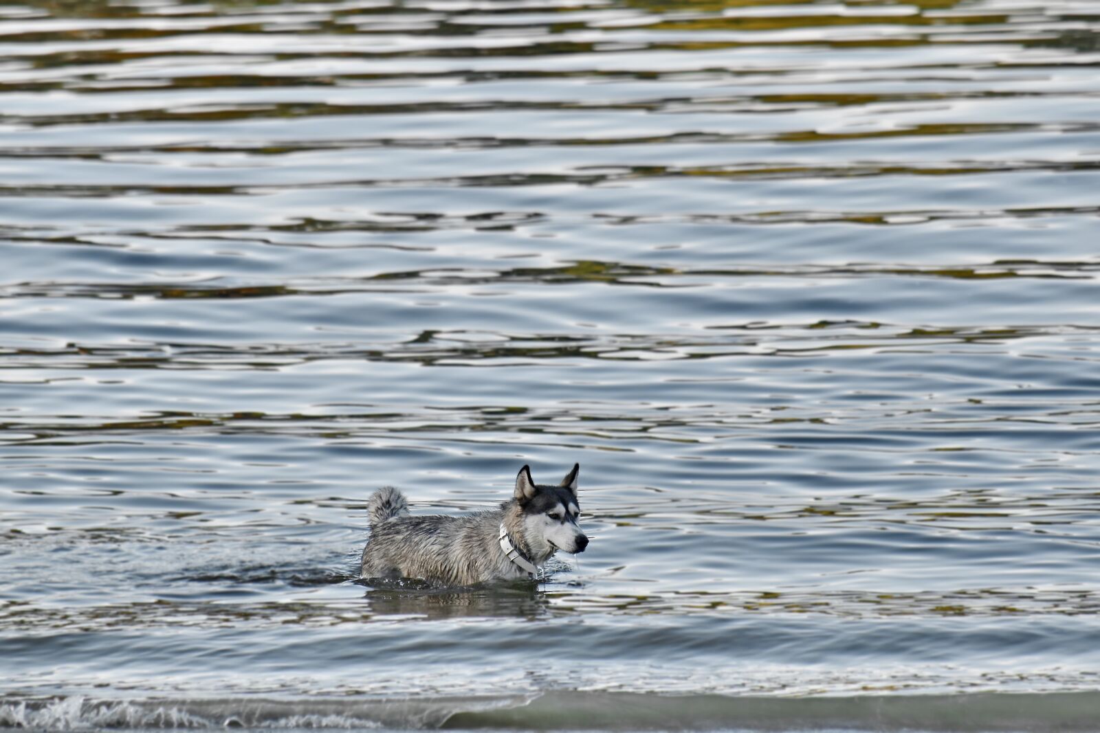 Nikon D5500 sample photo. Bathing, husky, sled dog photography