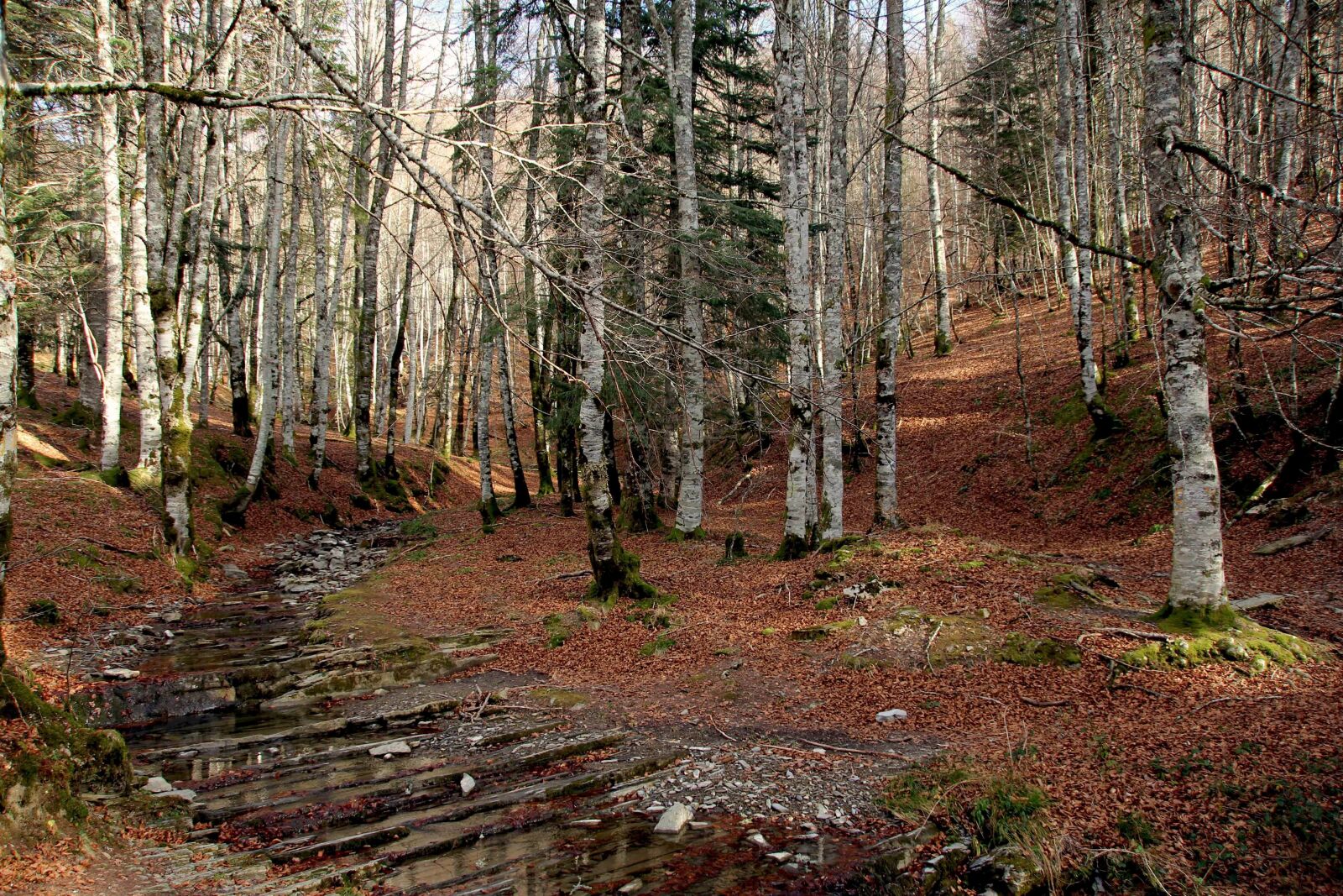 Canon EOS 60D sample photo. Forest, nature, pine photography