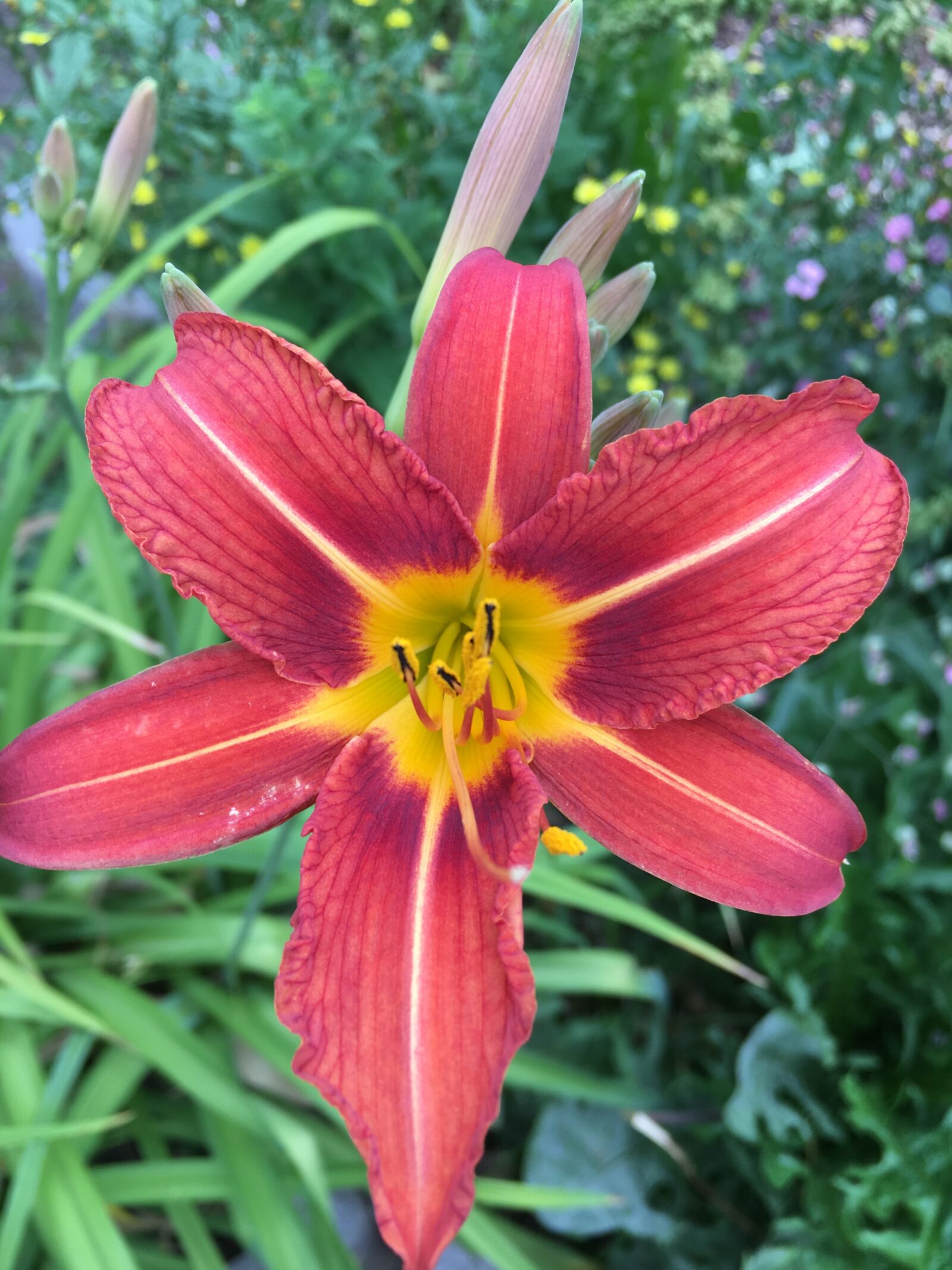 Apple iPhone 6s sample photo. Flower, wall, plant photography