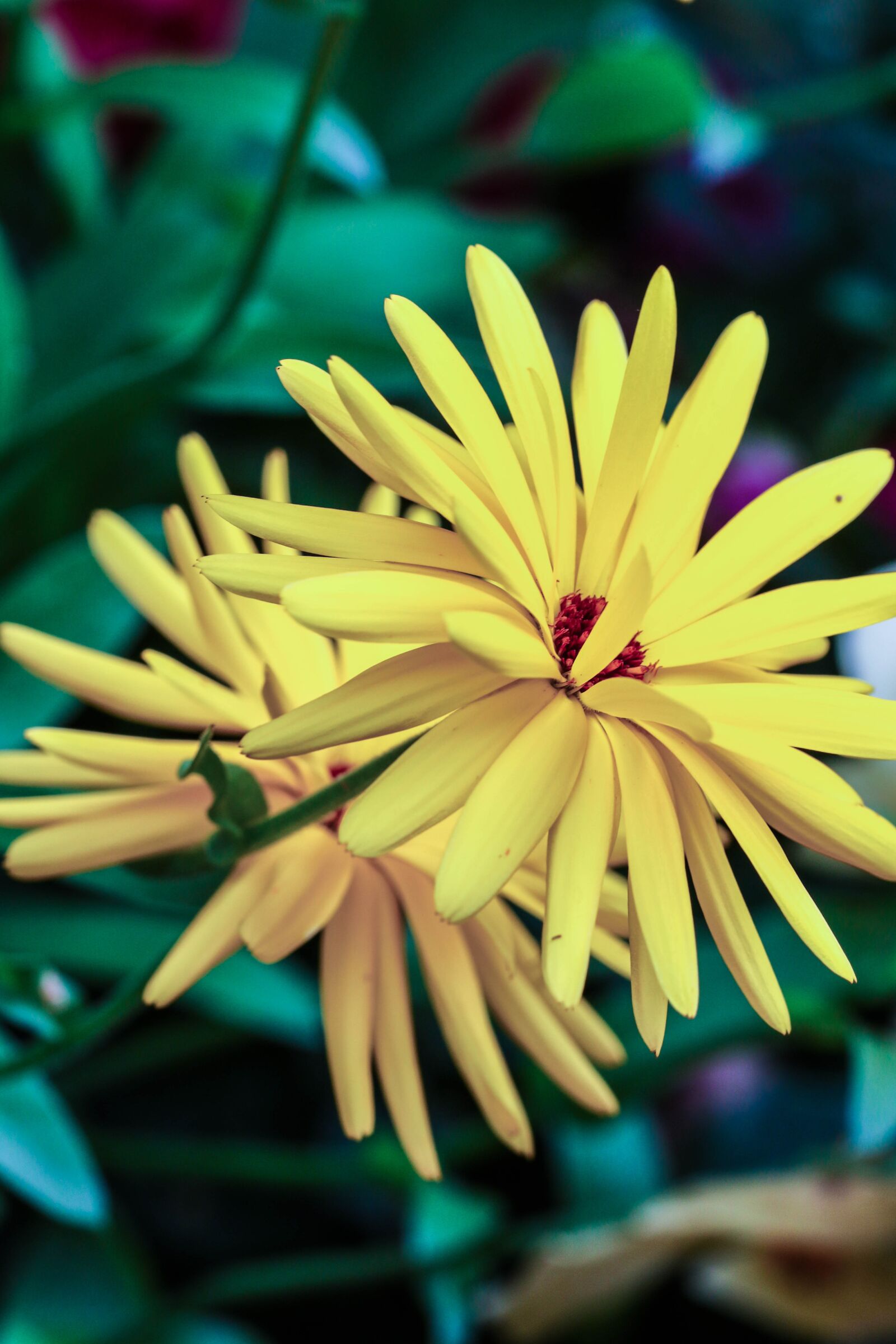 Canon EOS 7D Mark II sample photo. Flower, yellow, nature photography