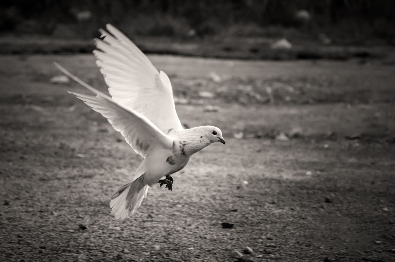 Nikon D7000 sample photo. Bird, white, pigeon photography