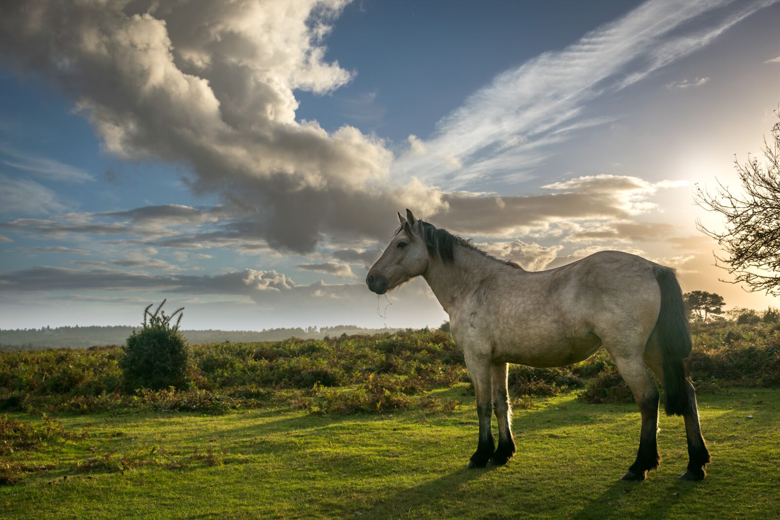 Nikon D3300 sample photo. Horse, forest, nature photography