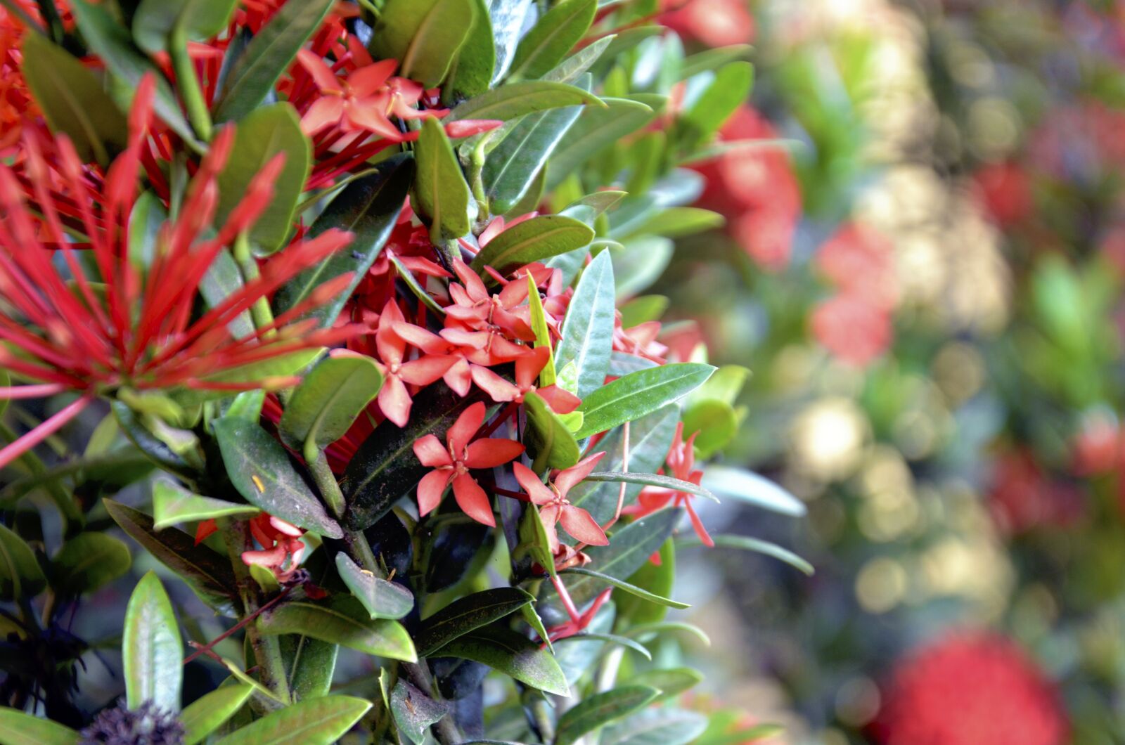 Nikon D7000 sample photo. Flowers, background, macro photography