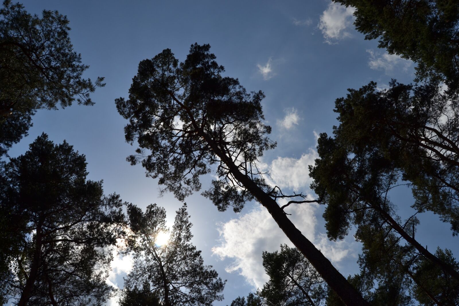 Nikon D3100 sample photo. Tree, wood, nature photography
