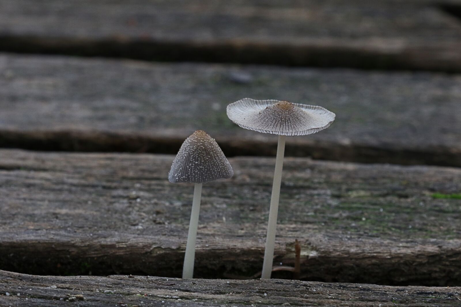 Canon EOS 7D Mark II sample photo. Autumn, fungus, poisonous photography
