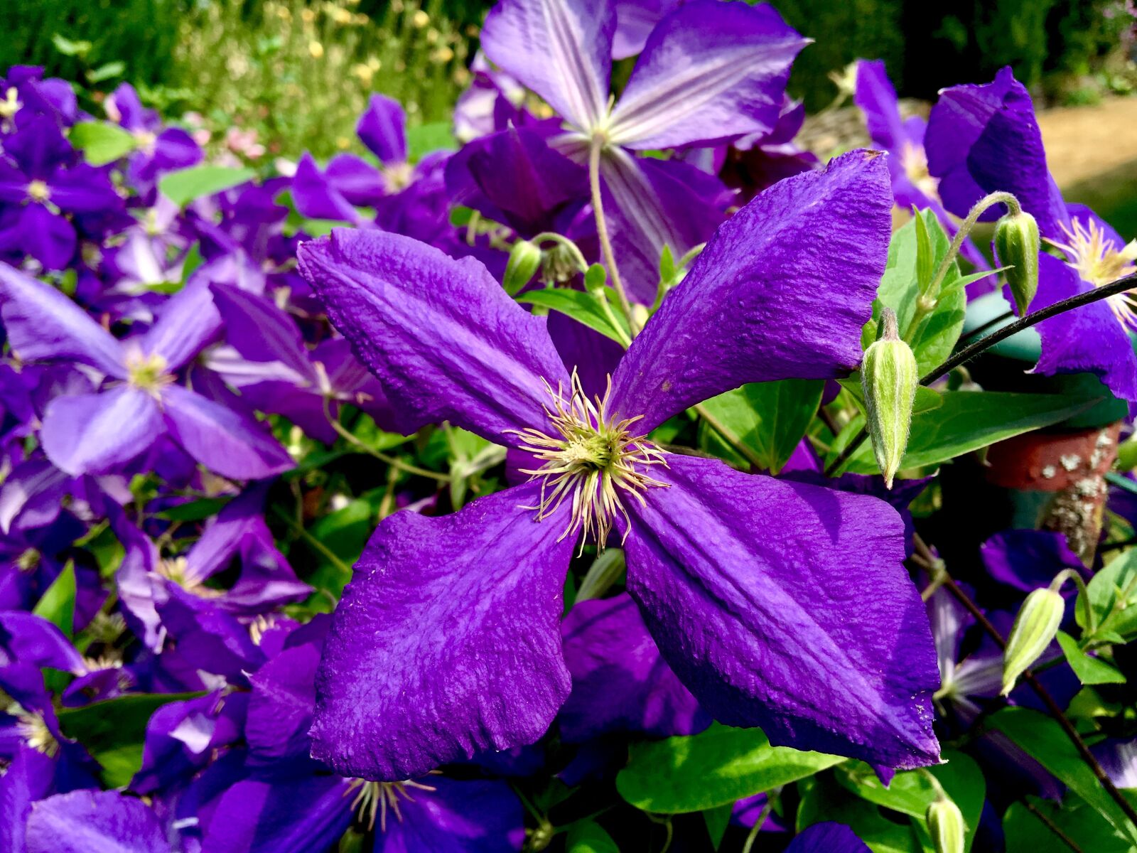 Apple iPhone 6s sample photo. Flower, blossom, bloom photography