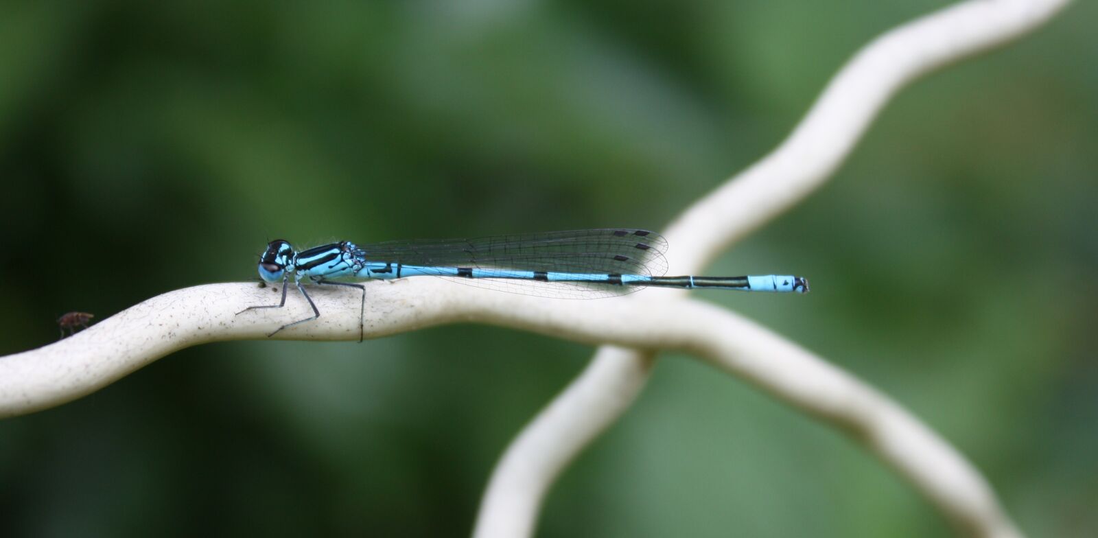 Canon EOS 450D (EOS Rebel XSi / EOS Kiss X2) sample photo. Horseshoe azure bridesmaid, small photography