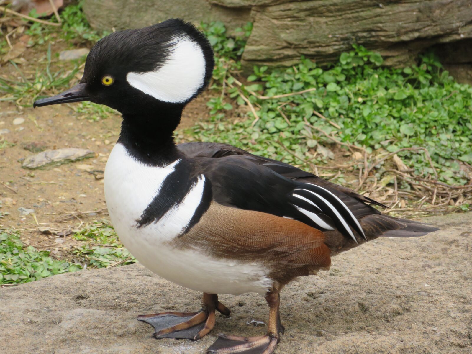 Canon PowerShot SX720 HS sample photo. Hooded merganser, duck, bird photography