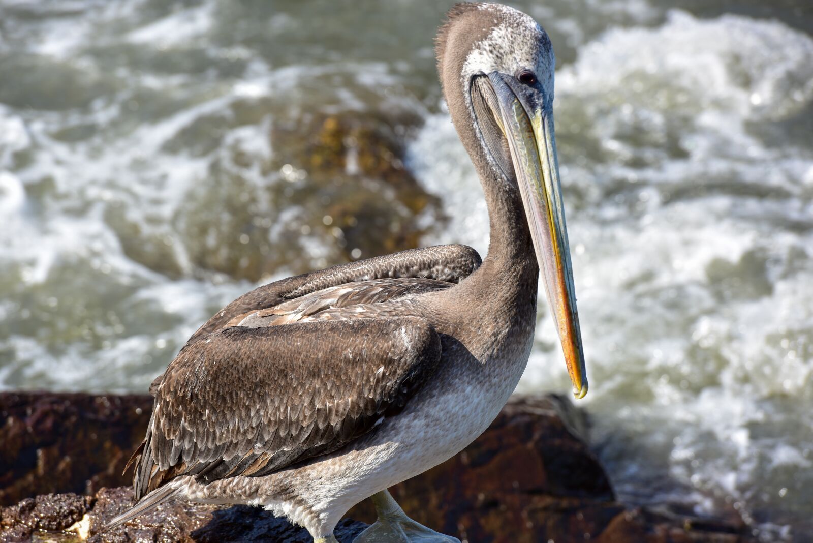 Nikon D810 sample photo. Chile, pelican, bird photography