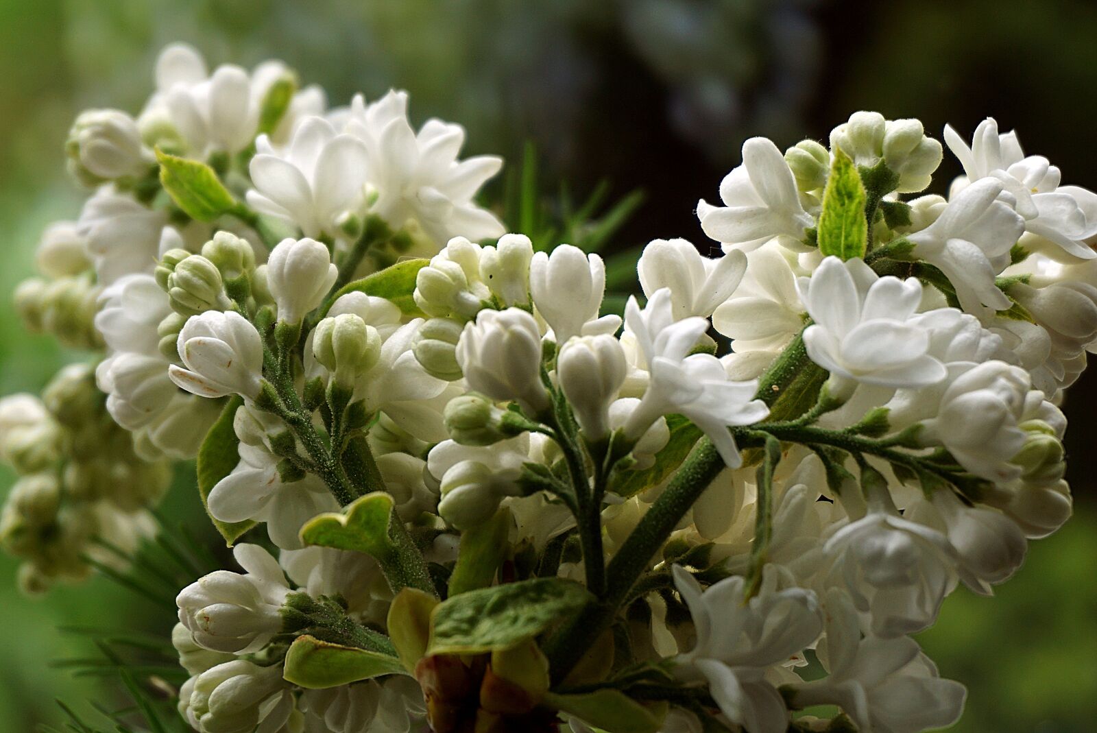 Sony a6000 sample photo. Lilac flower, without white photography