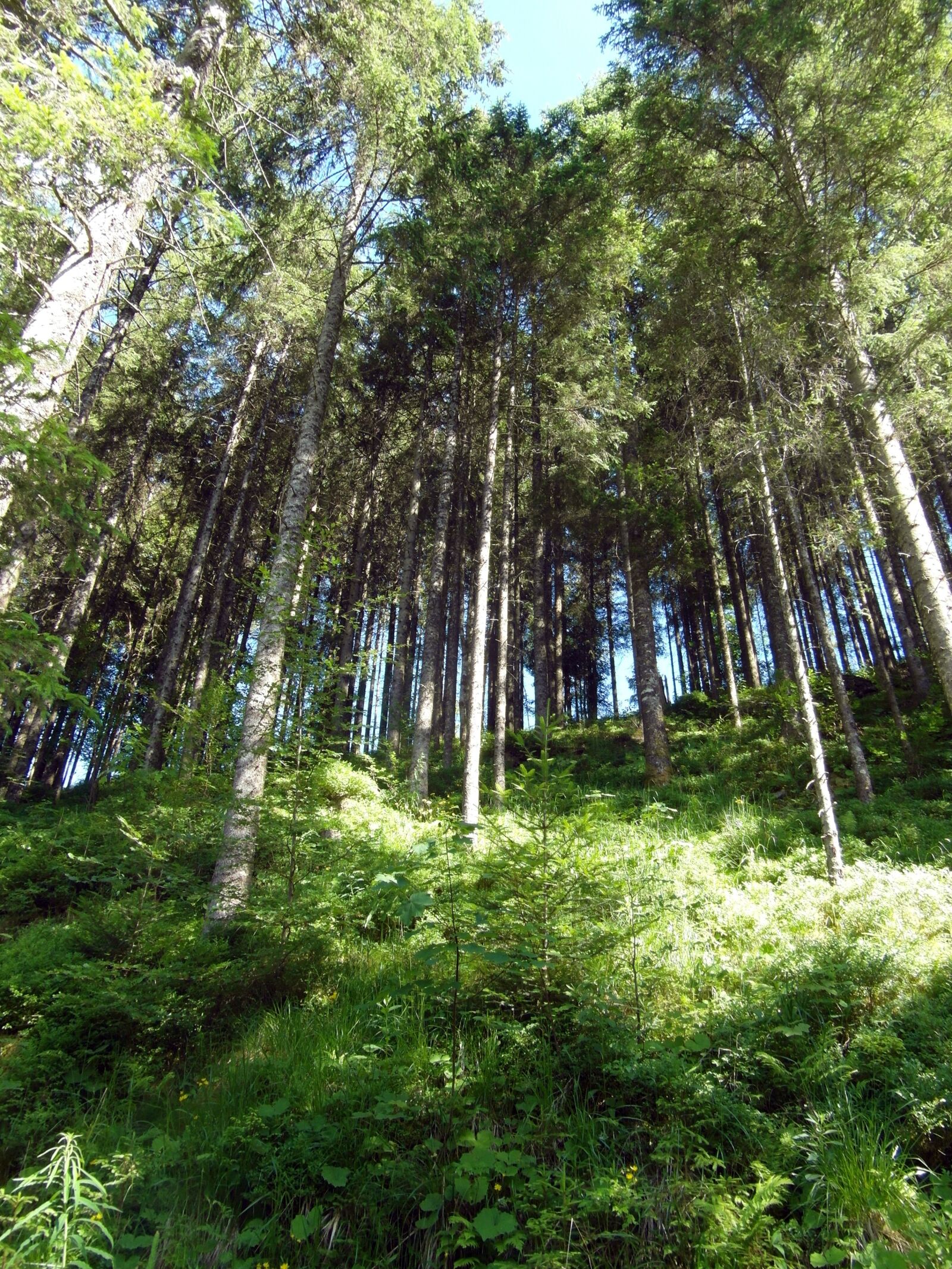 Samsung WB750 sample photo. Black forest, slope, forest photography