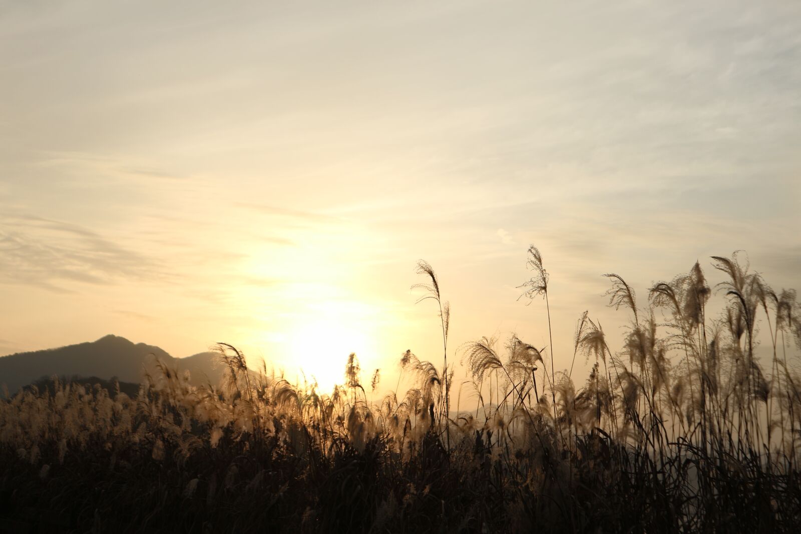 Canon EOS M10 sample photo. Sunset, reed, nature photography