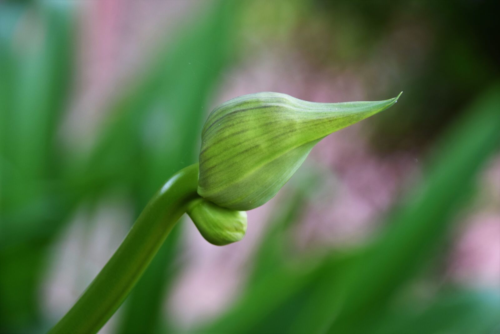 Nikon D3300 sample photo. Bud, gardening, botanical photography