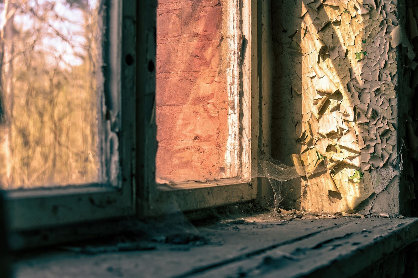 Nikon Z6 sample photo. Window, cobweb, web photography
