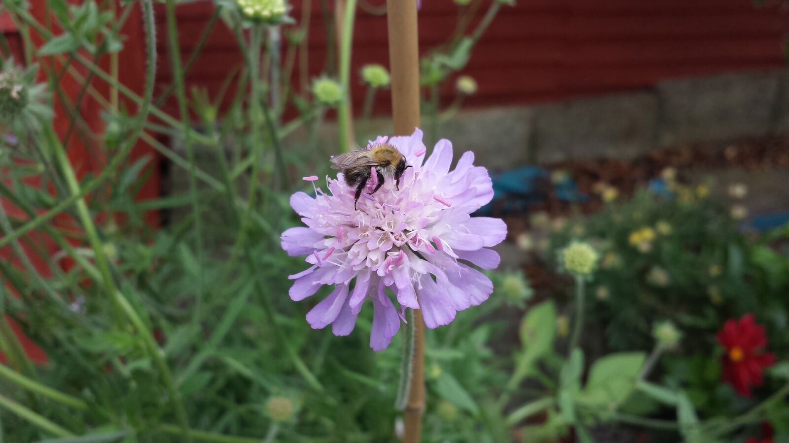 Samsung Galaxy S4 sample photo. Bees, flower, wildflower photography