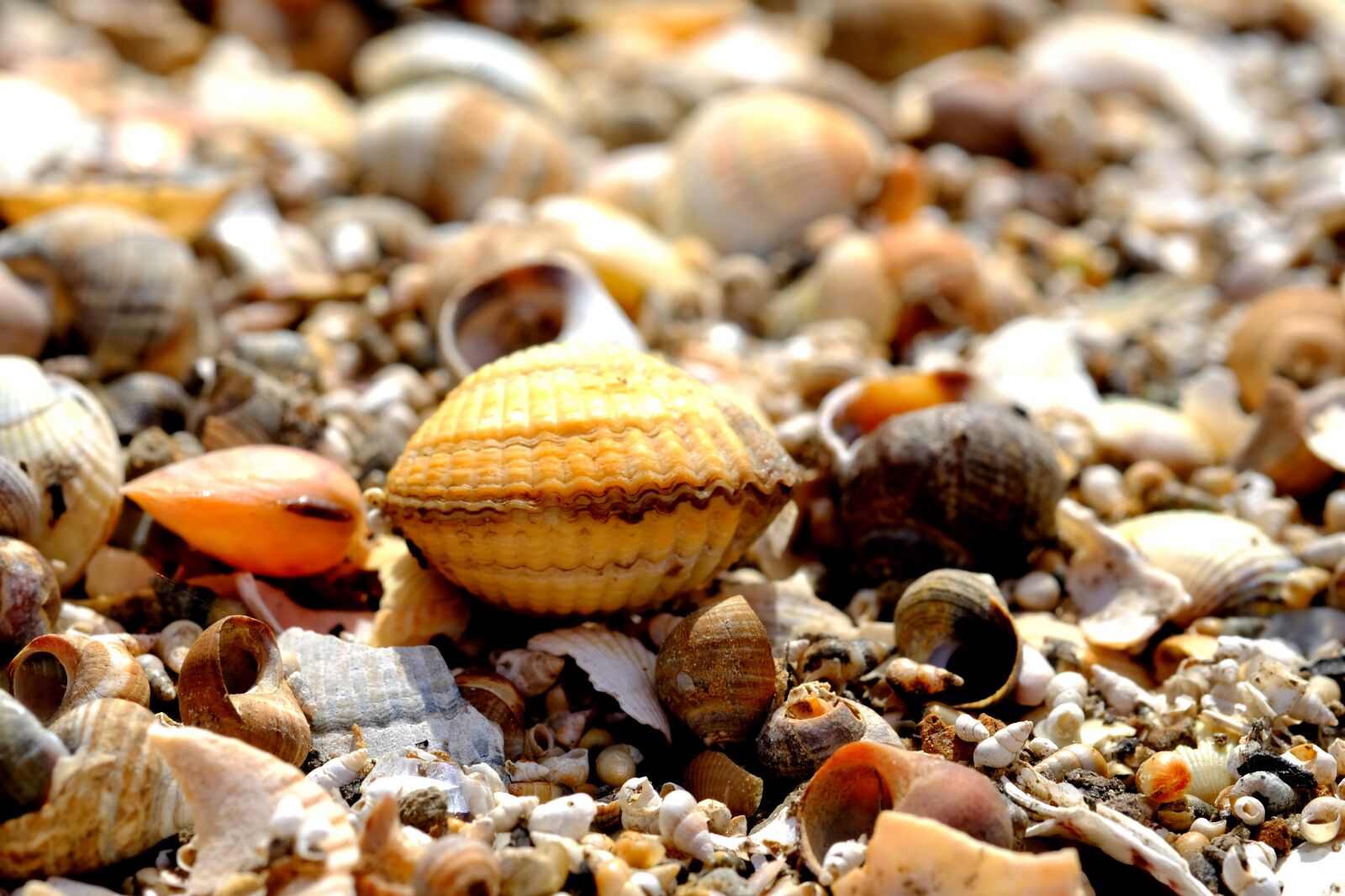 Fujifilm X-T20 sample photo. Shell, cockle, beach photography