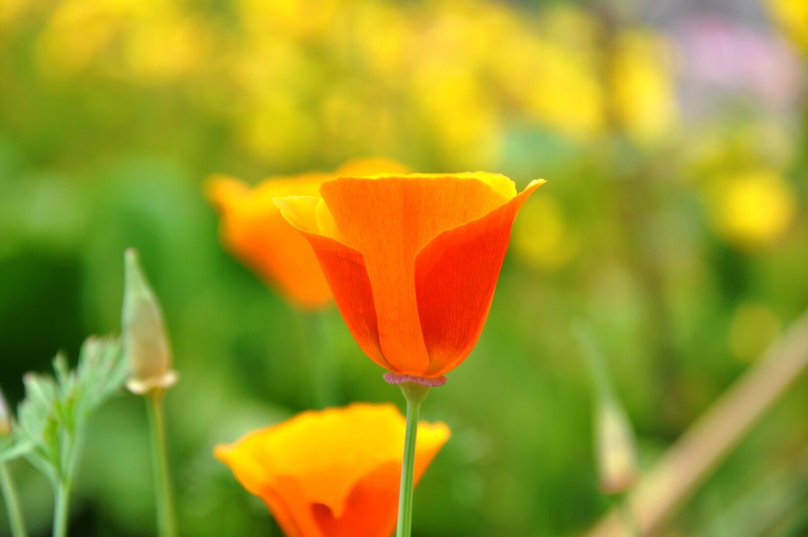 Nikon D90 sample photo. Poppy, wildflower, meadow flower photography
