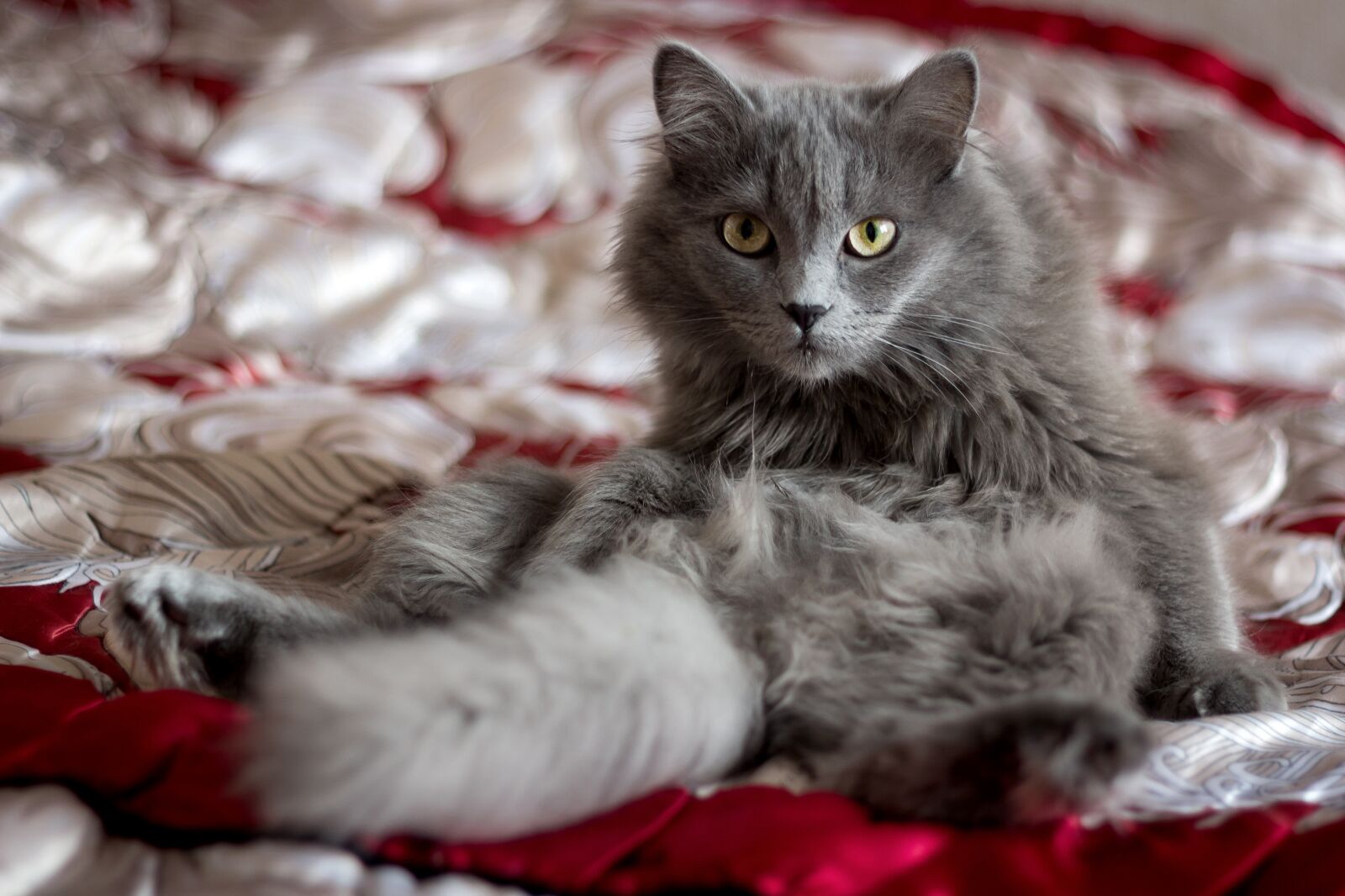 Canon EOS 60D + Canon EF 50mm F1.8 II sample photo. Cute, animals, home photography