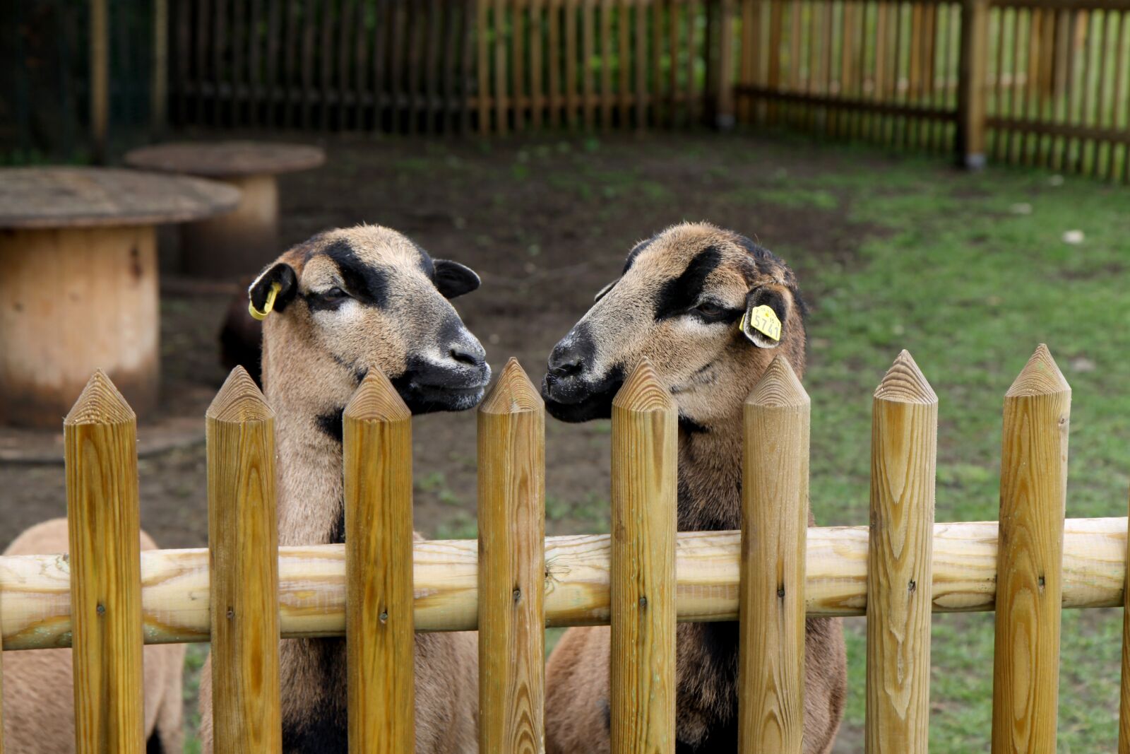 Canon EOS 50D sample photo. Sheep, animal, cameroon sheep photography