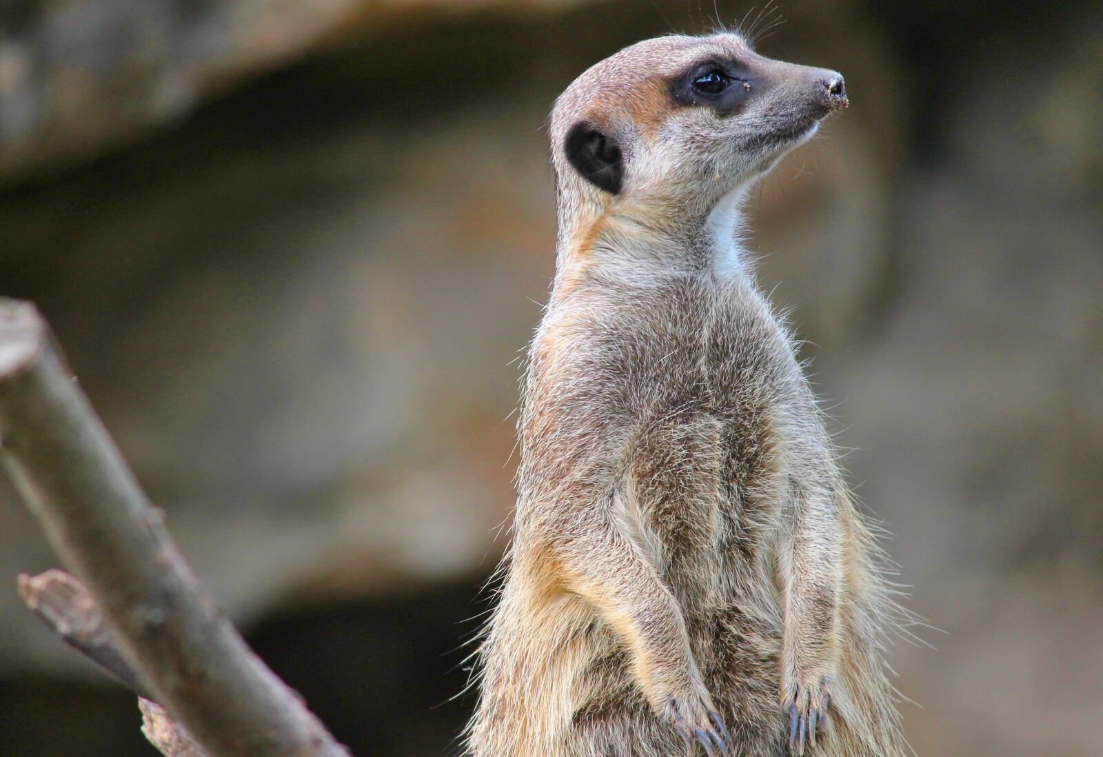 Canon EOS 1100D (EOS Rebel T3 / EOS Kiss X50) sample photo. Meerkat, mongoose, scharrtier photography