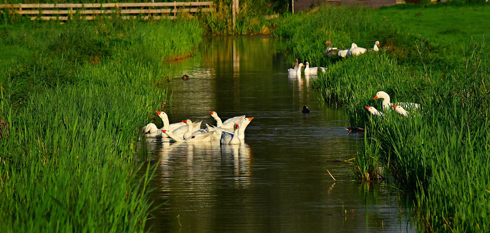 Nikon D750 sample photo. Goose, water bird, water photography