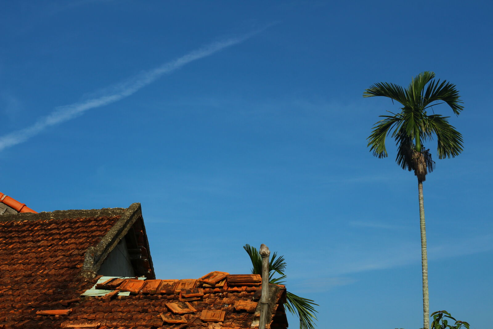 Canon EOS 700D (EOS Rebel T5i / EOS Kiss X7i) + Canon EF 50mm F1.8 STM sample photo. Blue, home, sky, tree photography