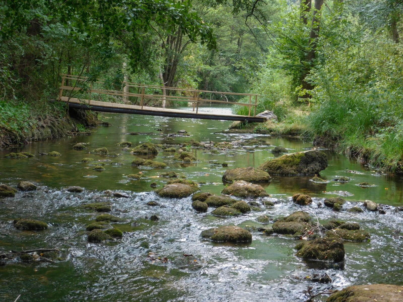 Nikon Coolpix L840 sample photo. Forest, bridge, water photography