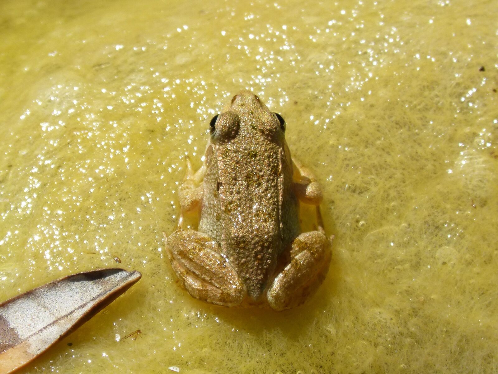 Panasonic DMC-FZ62 sample photo. Frog, algae, amphibious photography