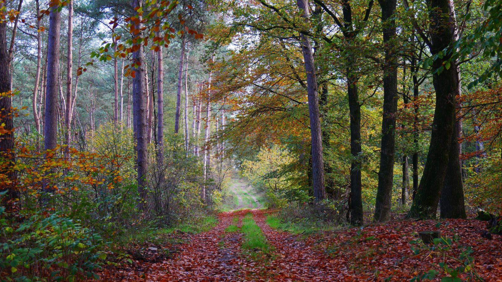 Panasonic Lumix DMC-G85 (Lumix DMC-G80) sample photo. Autumn, forest, forest path photography