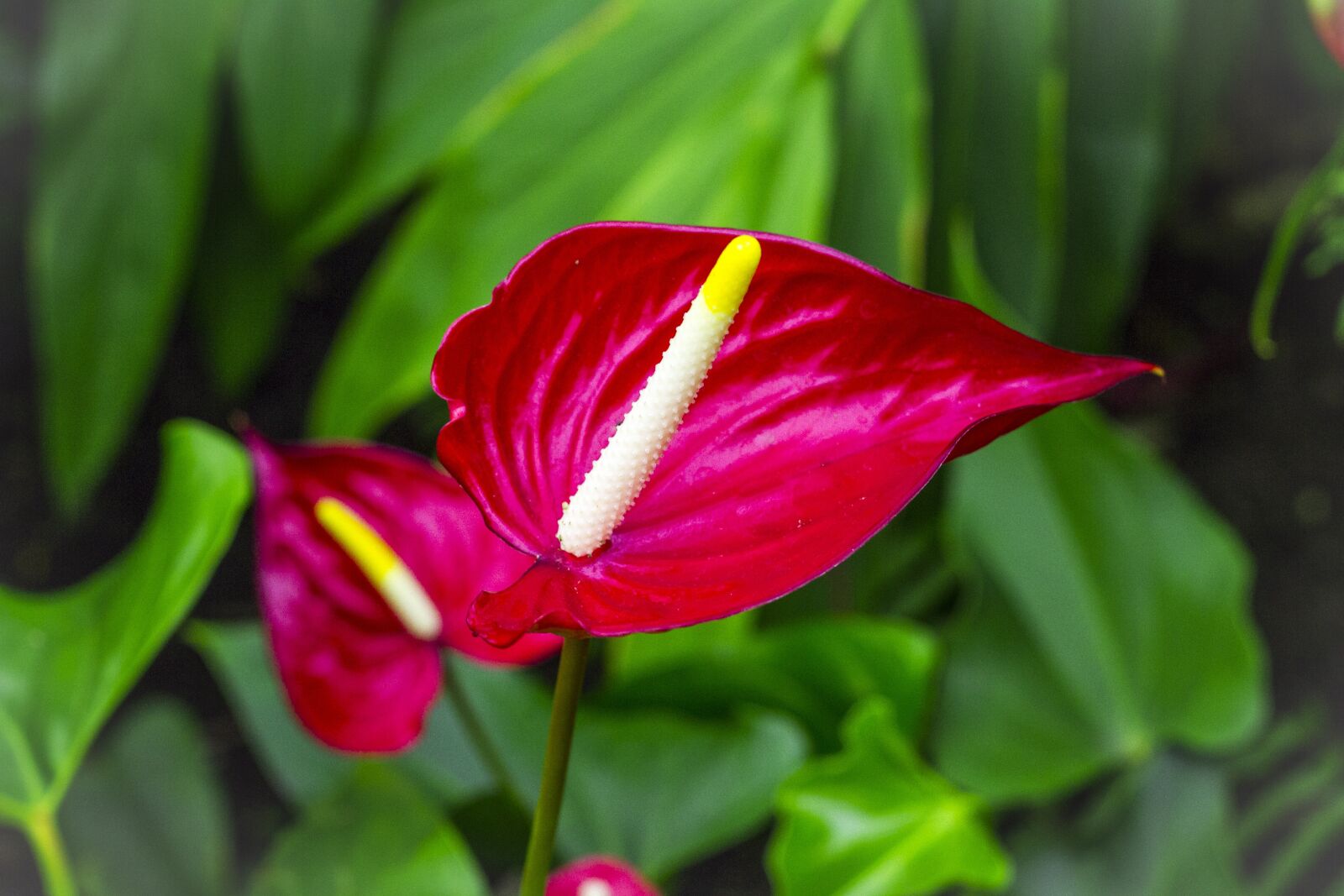 Canon EOS 7D + Canon EF 50mm F1.8 II sample photo. Flowers, cornwall, uk photography