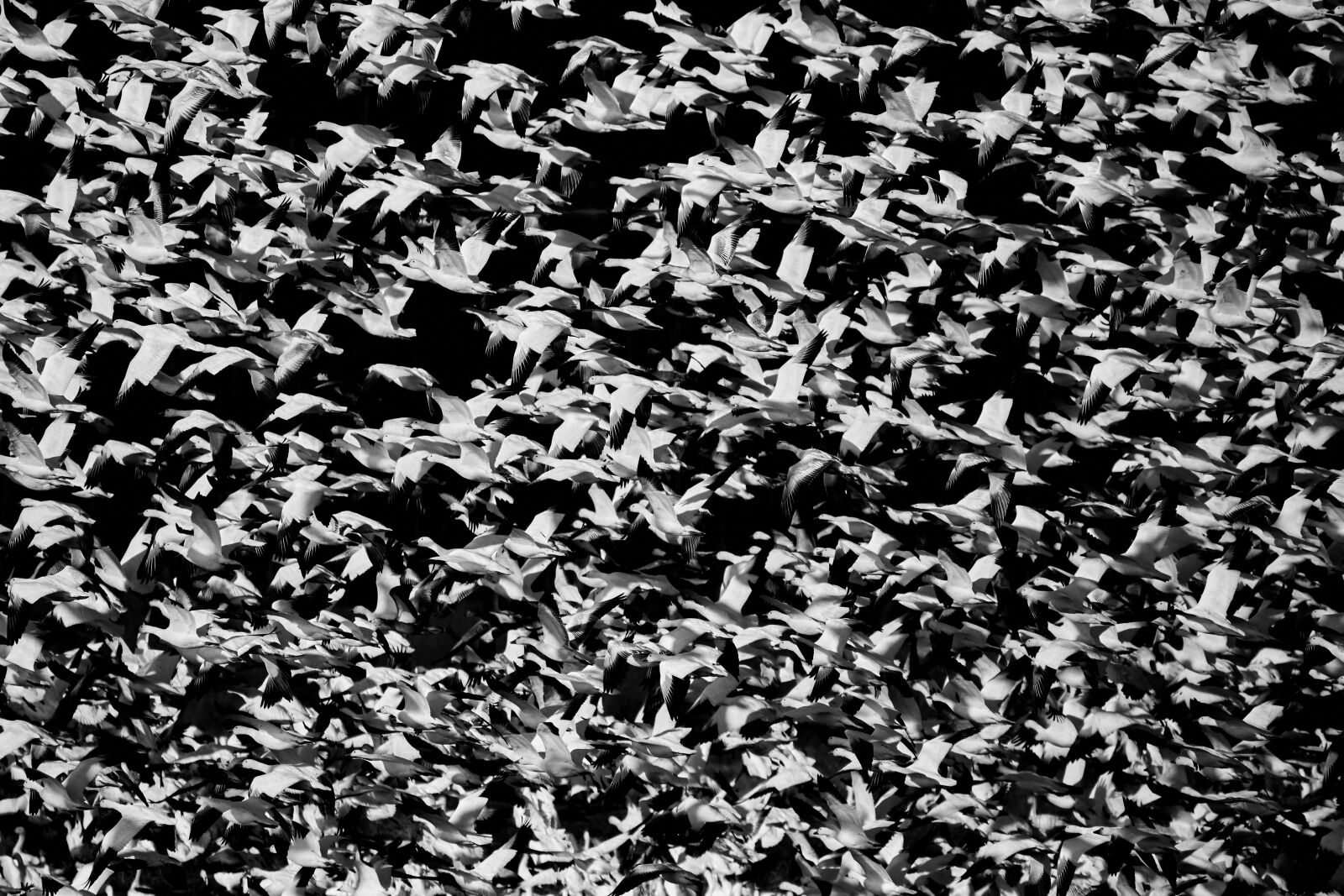 Canon EOS 5D Mark III sample photo. Birds, flight, nature photography