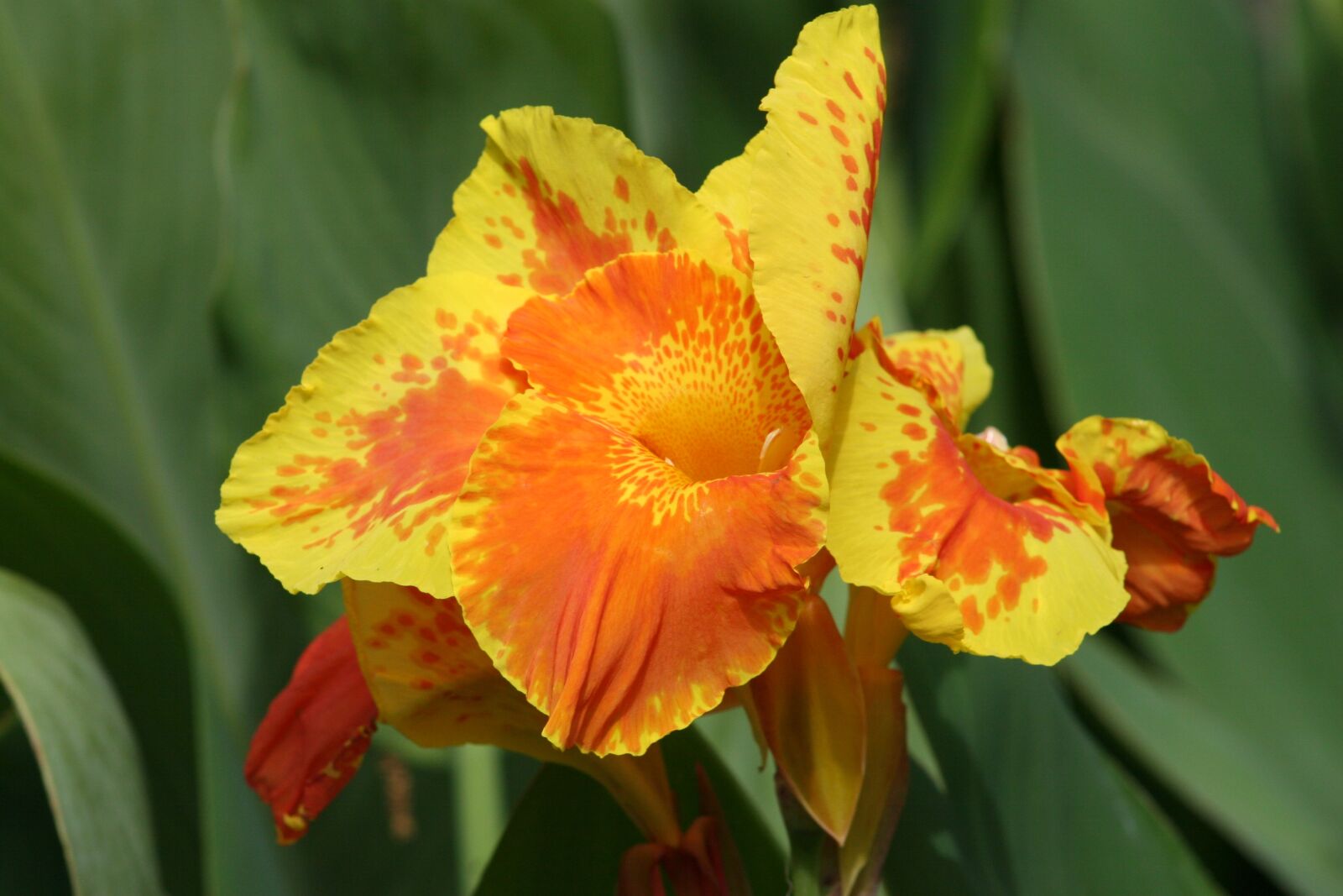 Canon EOS 20D sample photo. Iris, plant, flower photography