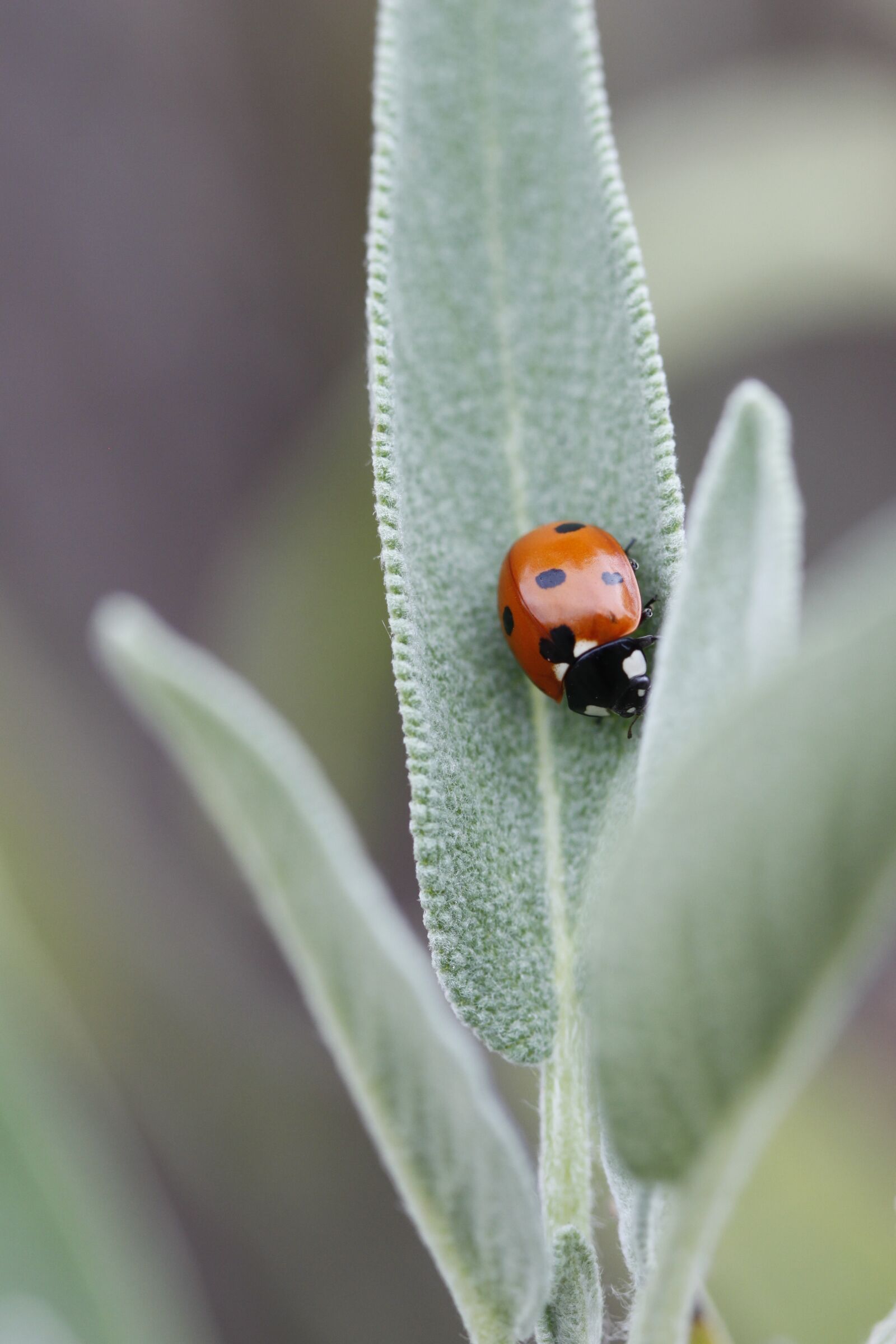 Canon EOS 500D (EOS Rebel T1i / EOS Kiss X3) sample photo. Ladybug, macro, beetle photography