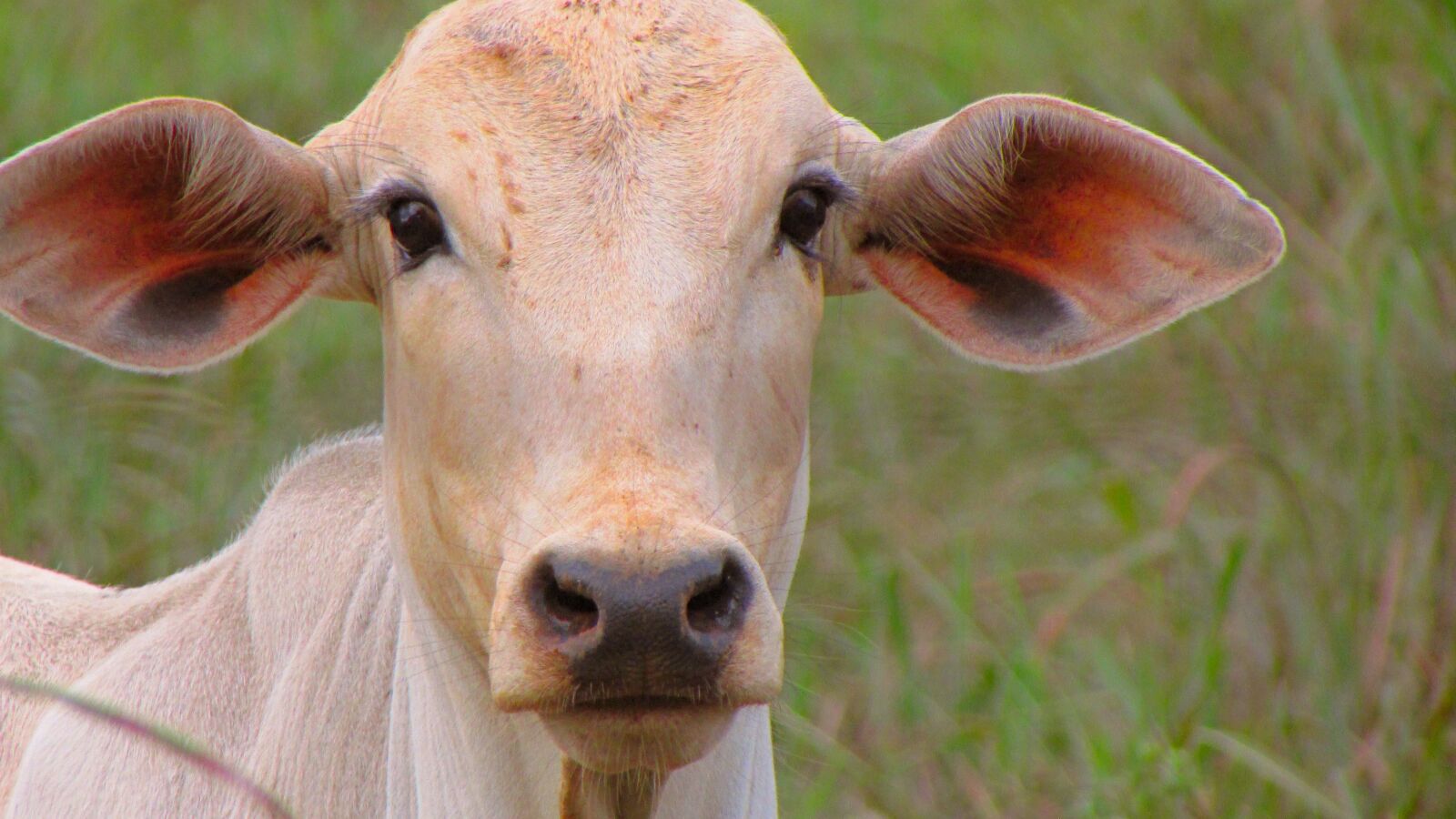 Canon PowerShot SX500 IS sample photo. Boi, cow, new plateau photography