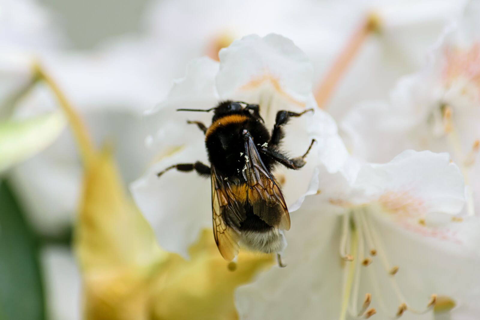 Nikon D5300 sample photo. Hummel, insect, blossom photography
