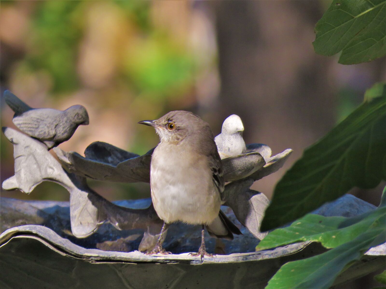 Canon PowerShot SX60 HS sample photo. Bird, mockingbird, songbird photography