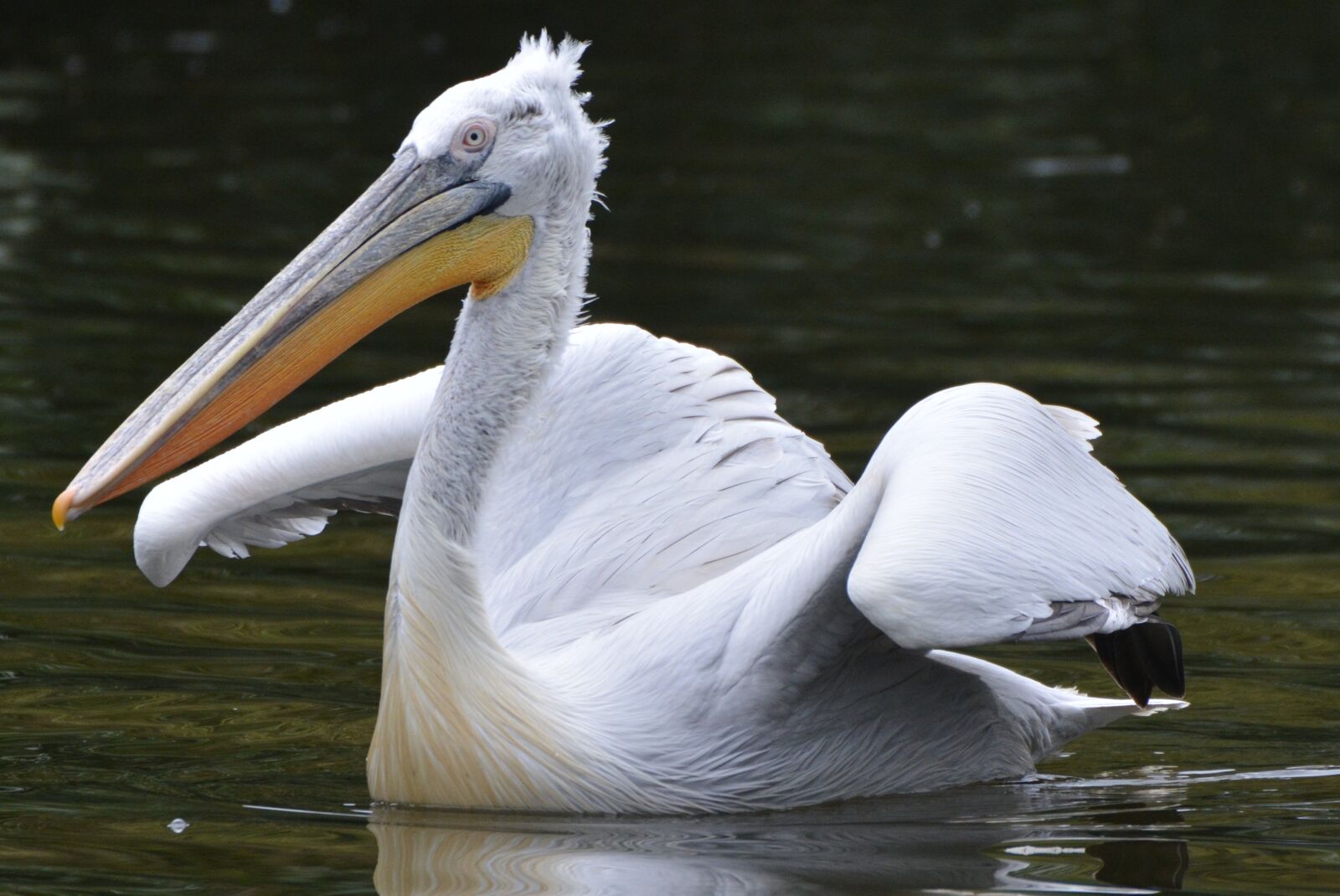 Nikon D5200 sample photo. Pelican, wings, beak photography