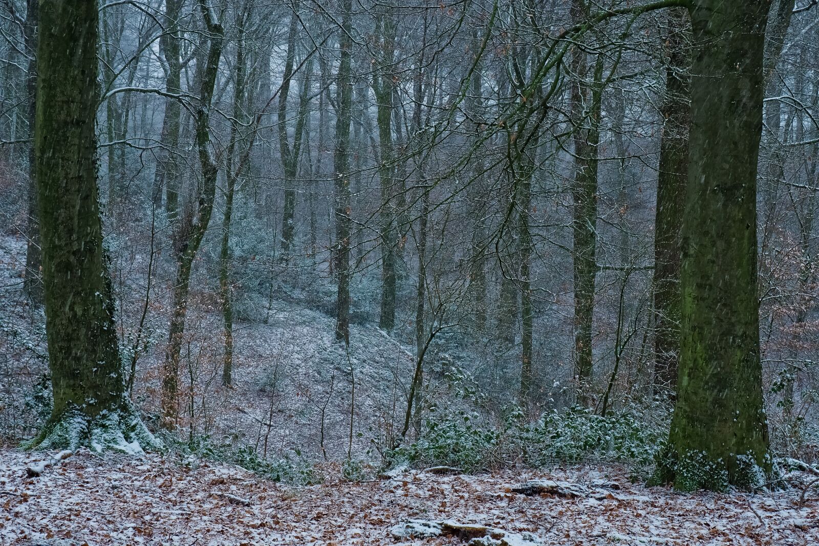 Olympus OM-D E-M10 sample photo. Forest, nature, landscape photography