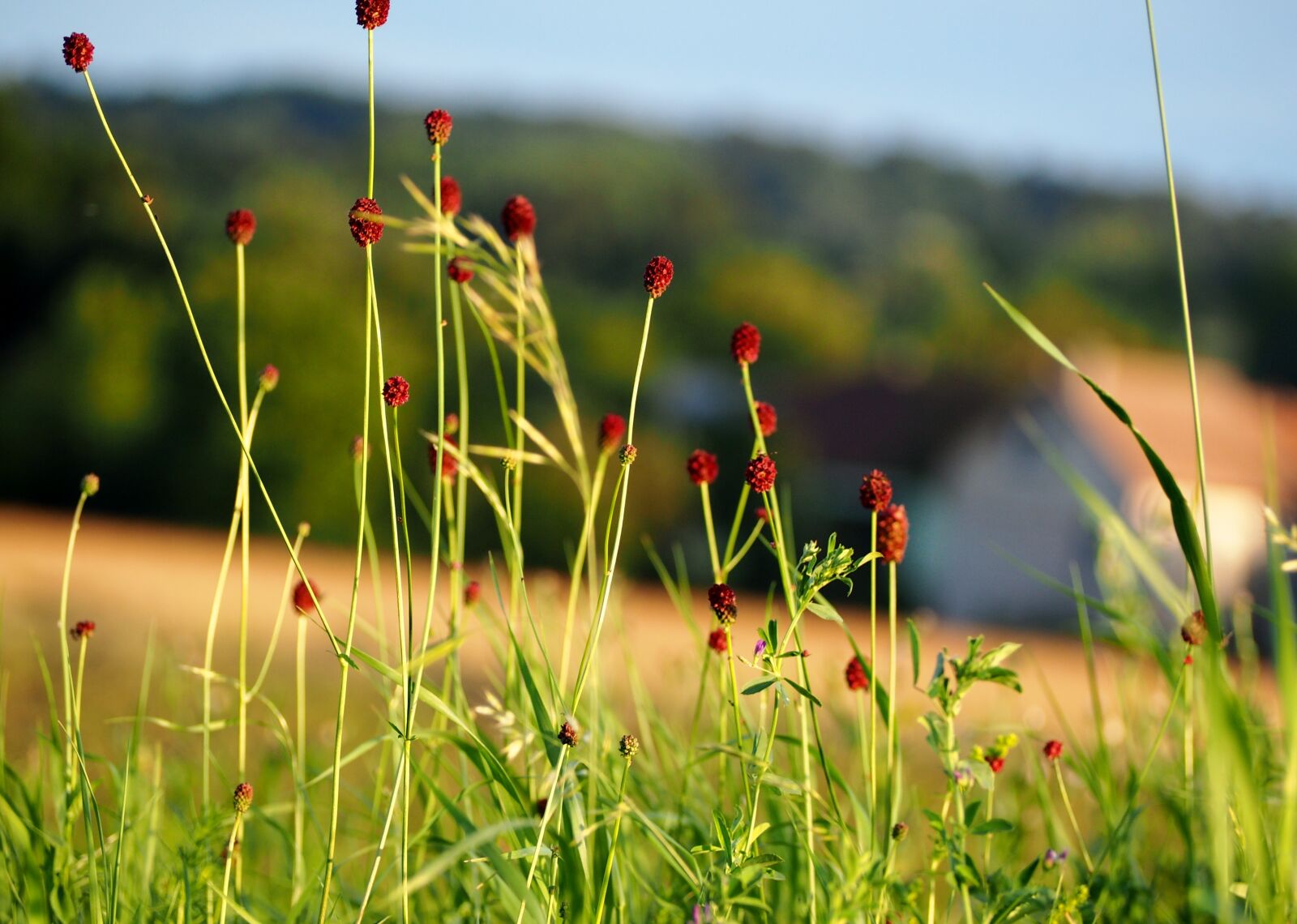 Olympus OM-D E-M10 sample photo. Grass, grasses, blade of photography