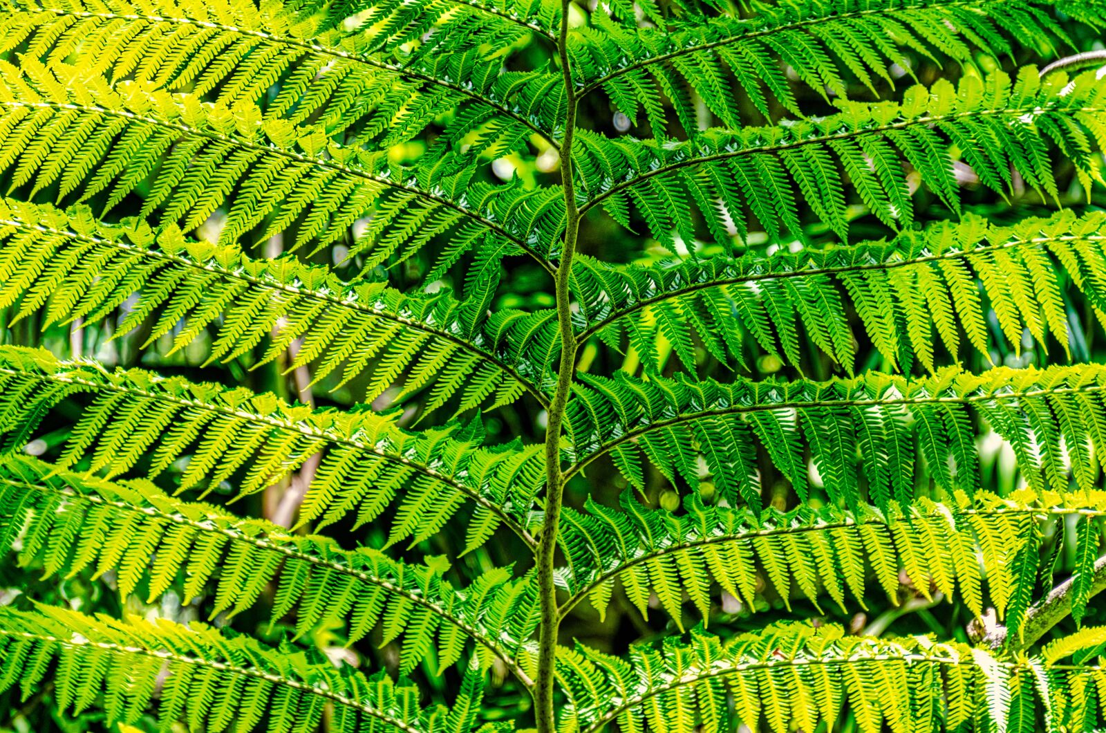 Nikon D7000 sample photo. Fern, green, pattern photography