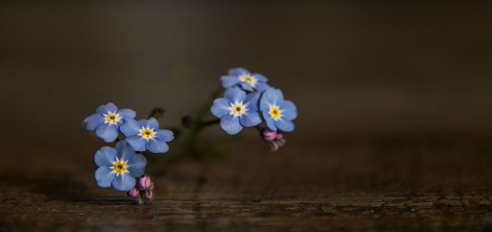 Sony SLT-A57 sample photo. Blossom, bloom, blue photography