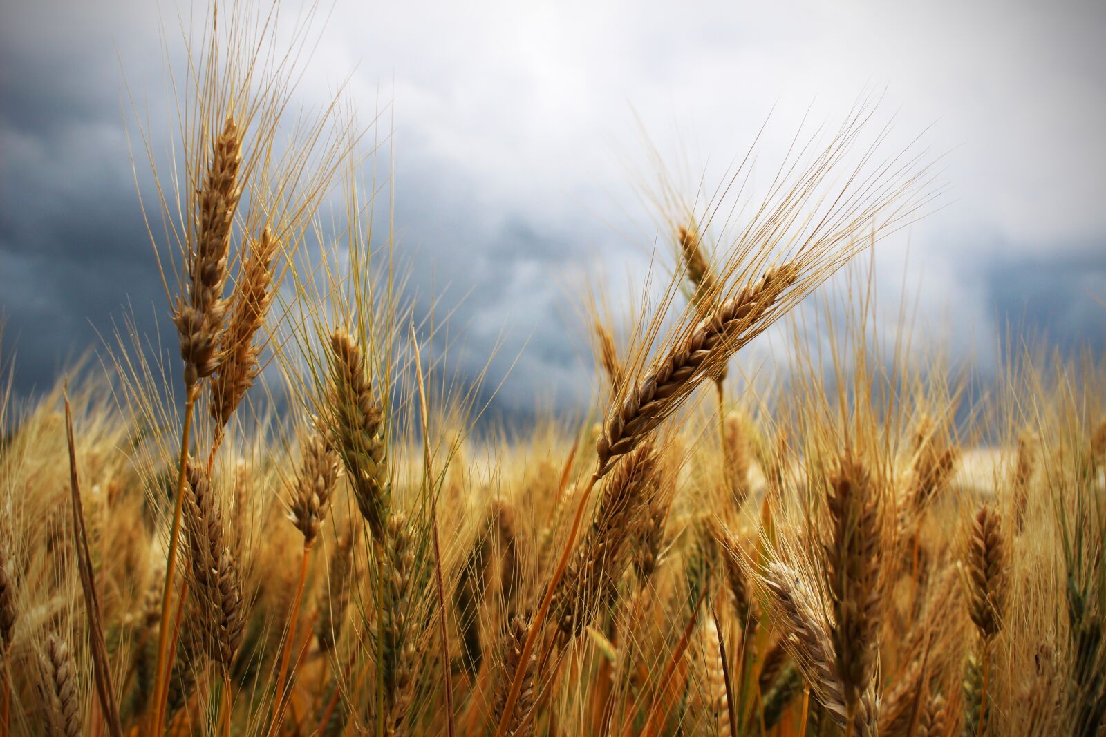 Canon EOS 100D (EOS Rebel SL1 / EOS Kiss X7) sample photo. Ears, wheat, thunderstorm photography