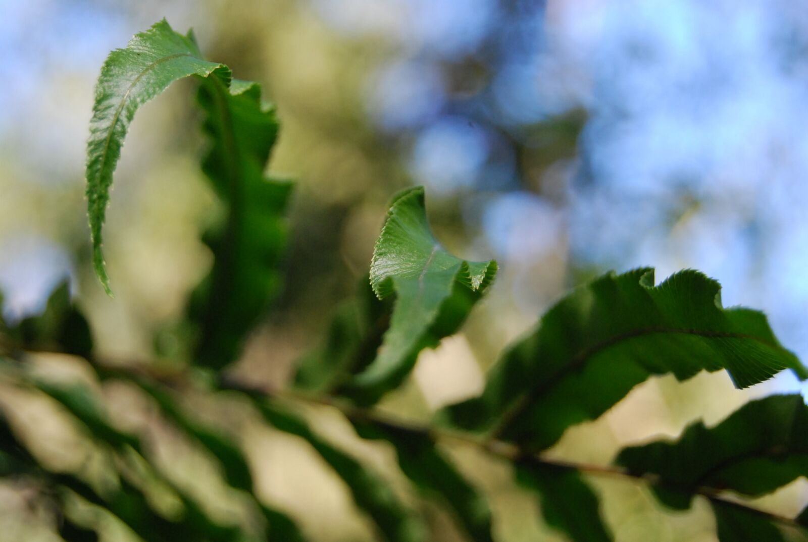Nikon D40X sample photo. Fern, leaf photography