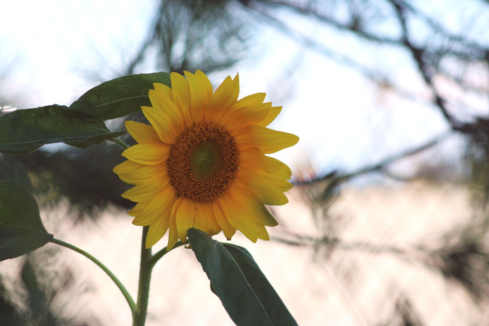 Canon EF 75-300mm f/4-5.6 USM sample photo. Flower, sunflower, garden photography